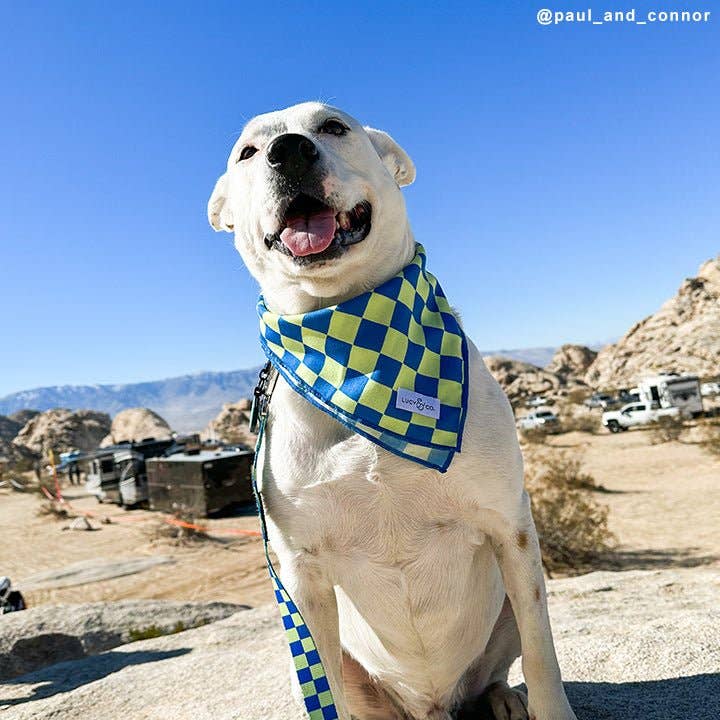 Lucy & Co. - The Have a Nice Day Bandana: Large - Image 3