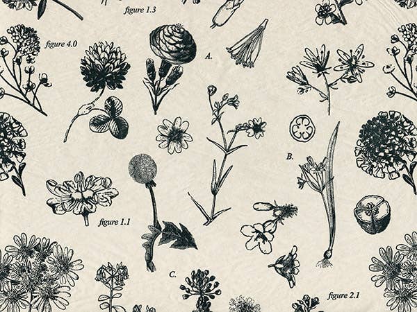 Nashville Wraps - Floral & Nature Print Tissue Paper Sheets: Backyard Bird & Blossoms / 240 Pack / 20x30" - Image 25